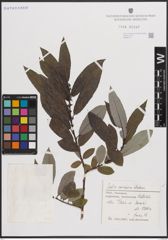 Foto von Salix caucasica Andersson